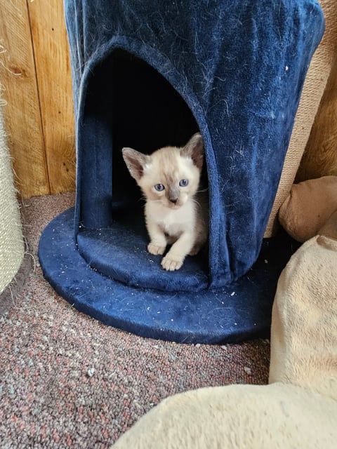 Roana Tonkinese and Siamese Cats