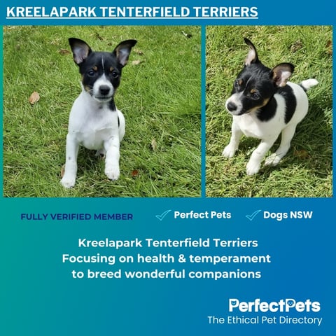 Kreelapark Tenterfield Terriers