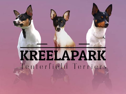 Kreelapark Tenterfield Terriers