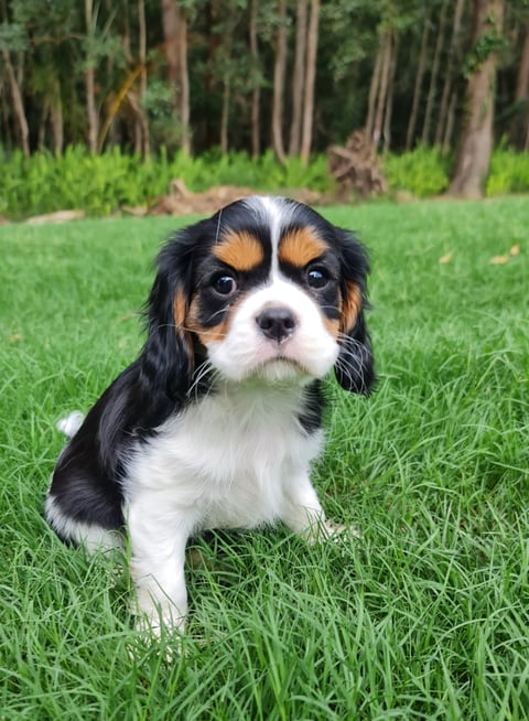 Tri Colour Puppy 