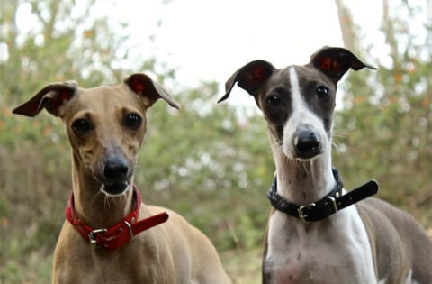 Strelka Italian Greyhounds