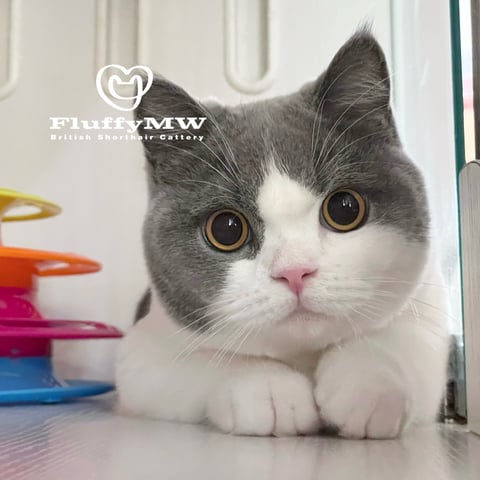 Blue Bi-colour British Shorthair