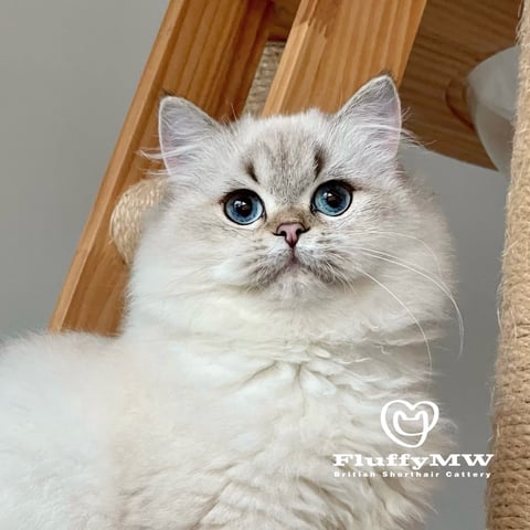 Black Golden Tabby Point British Longhair