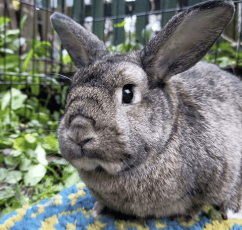 The Bluey & Alice Bunny Refuge