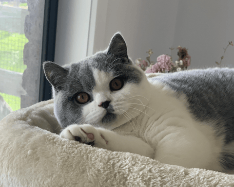 Britzson British Shorthairs 