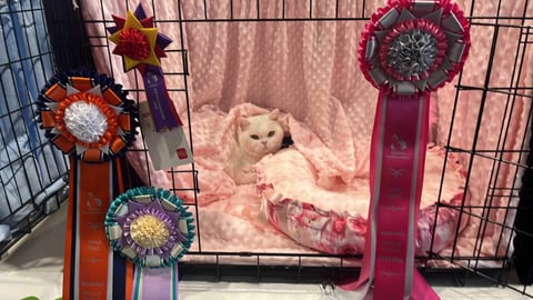 Grand Champion Keturah Frozen lady