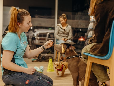 Puppy enjoying treats at Puppy Preschool