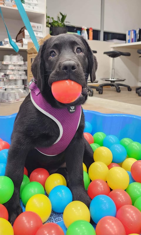 Labrador puppy enjoying Puppy Preschool