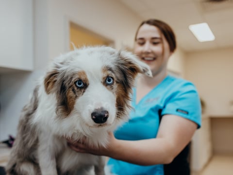 Border Collie having a health check examination 