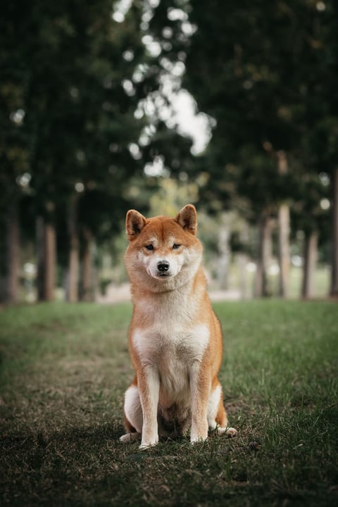 Redtales Shiba Inu 