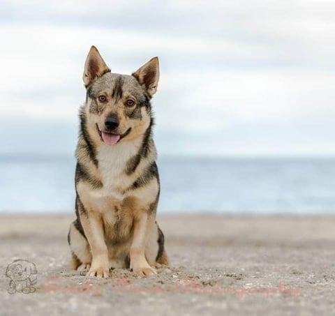 Ausled Swedish Vallhunds - Bendigo, VIC