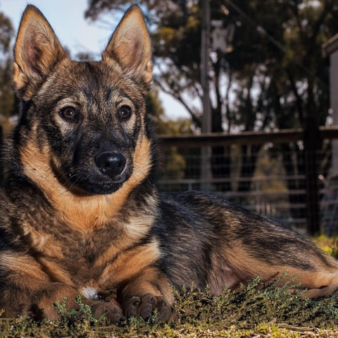 Ausled Swedish Vallhunds 