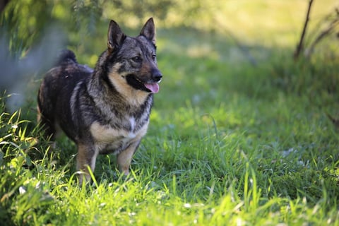 Ausled Swedish Vallhunds - Bendigo, VIC