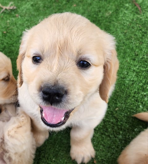 Jazzabelgold Golden Retriever Pup