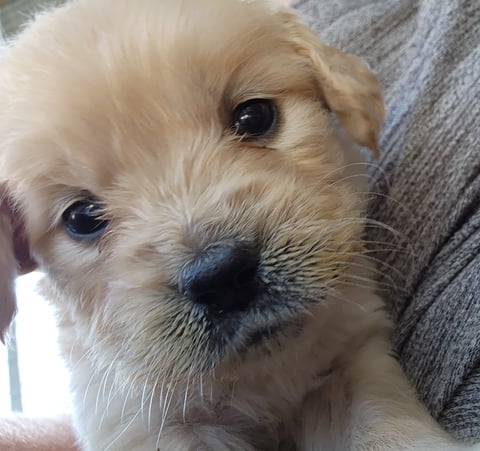 Golden Retriever Puppy