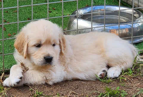 Jazzabelgold Golden Retriever Puppy