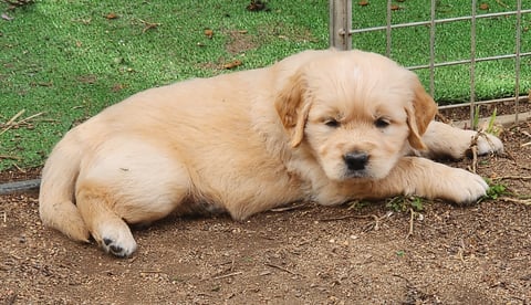 Jazzabelgold Golden Retriever Puppy