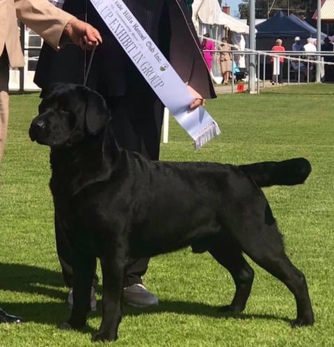 Galestorm Labradors 