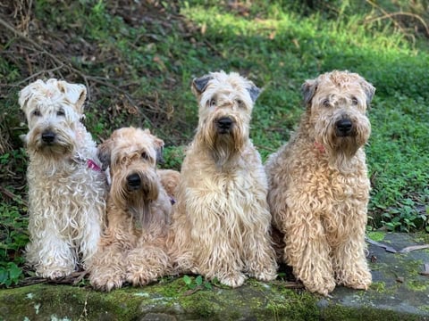 Shaneca Soft Coated Wheatens