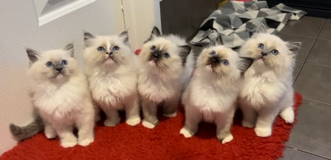 Quality breeds quality - Jaihaysco Ragdolls