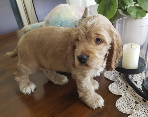 GOGELDRIE Cocker Spaniels