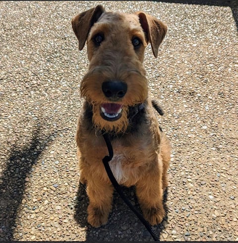 Avishaire Airedale Terriers, Townsville, QLD