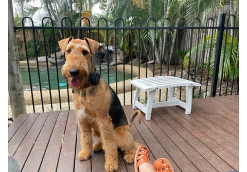 Avishaire Airedale Terriers