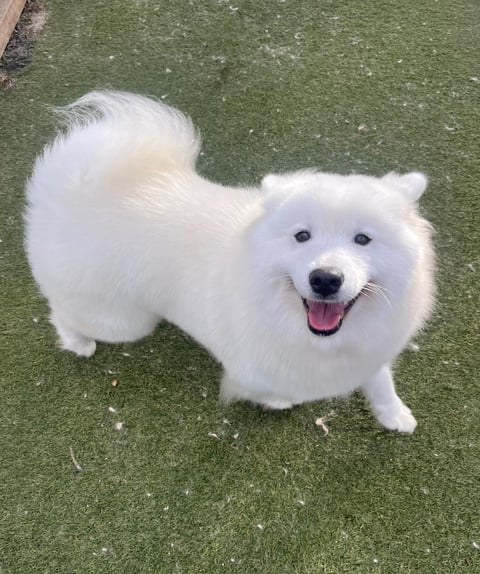 Lohnro Samoyeds