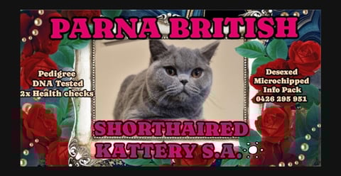 Parna British Shorthaired Kattery S.A. 