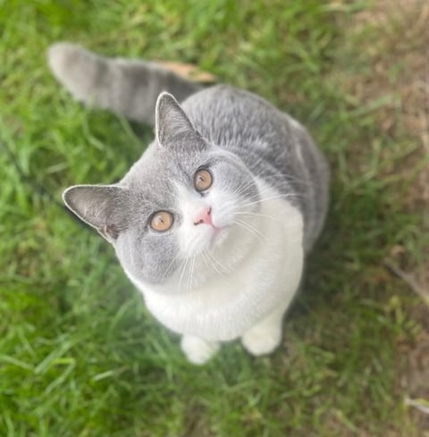 Parna Princess Zarli 24 kitten sold