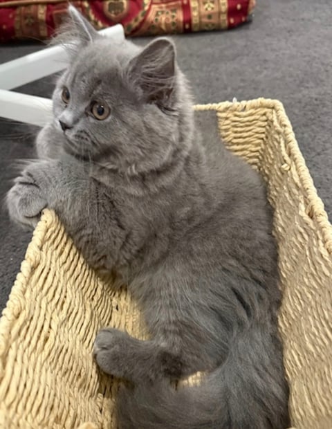 Parna King Djordje The 4th kitten 24 sold.