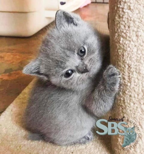 Somerset British Shorthair Cats