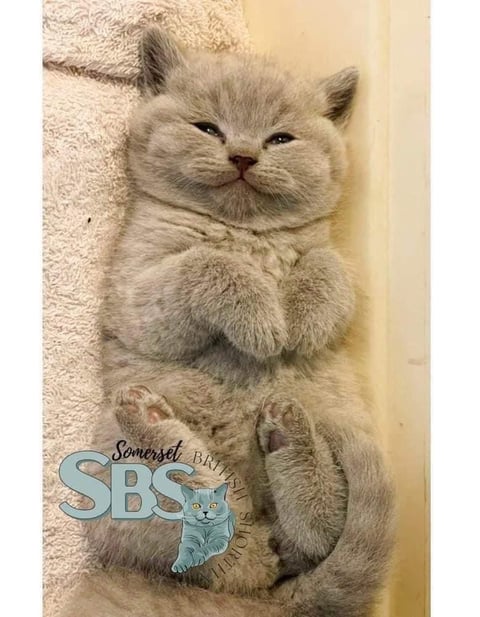 Somerset British Shorthair Cats