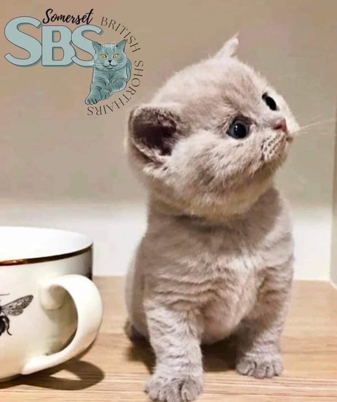 Somerset British Shorthairs (SBS Cats)