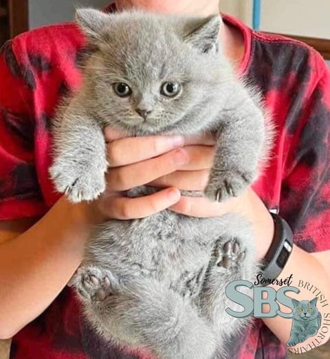 Somerset British Shorthair Kitten