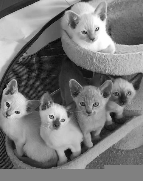 FOSTERTON Tonkinese, Burmese and Siamese Cats