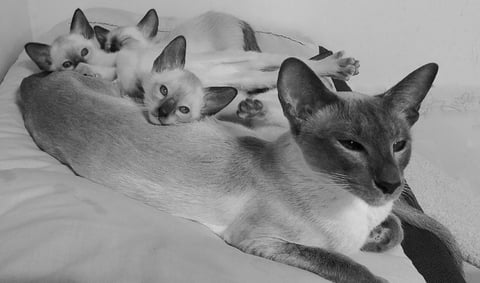 FOSTERTON Tonkinese, Burmese and Siamese Cats