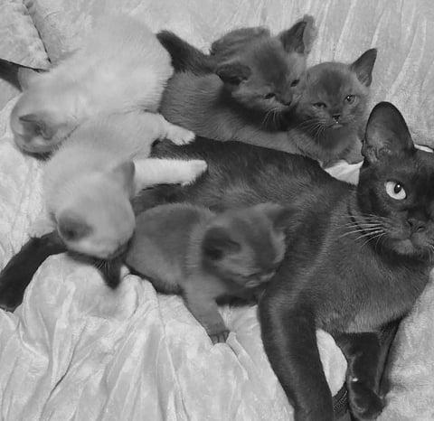 FOSTERTON Tonkinese, Burmese and Siamese Cats