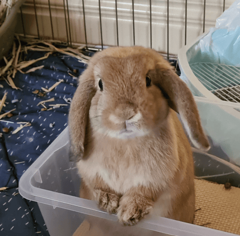 Bunny Boarding - Altona Meadows, Melbourne