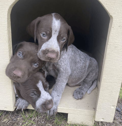 Copestaag German Shorthaired Pointers