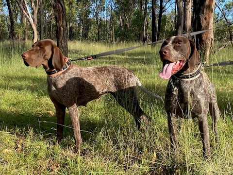 Copestaag German Shorthaired Pointers