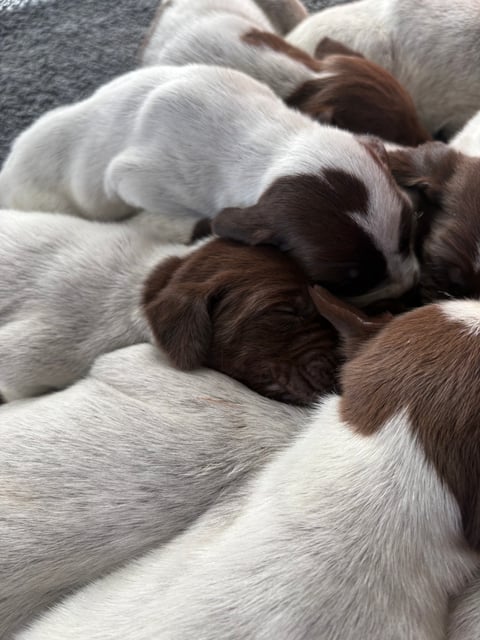 Socialised, vet checked, loved