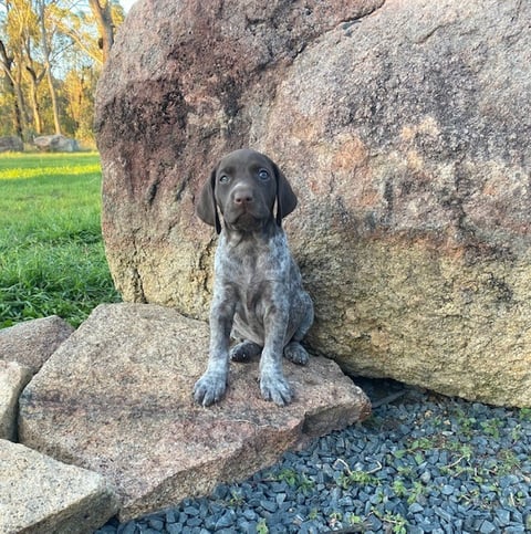 Copestaag German Shorthaired Pointer Puppy