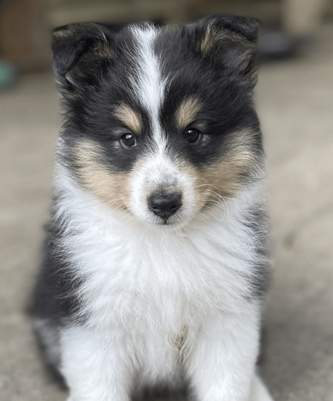 HERDSMAN Shetland Sheepdog Pup