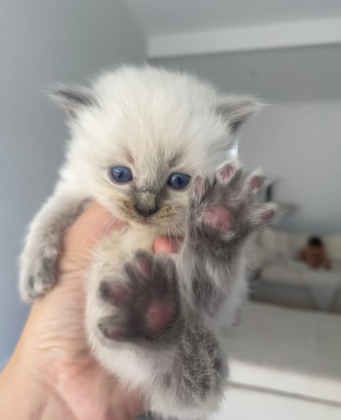 Available blue point kitten boy 