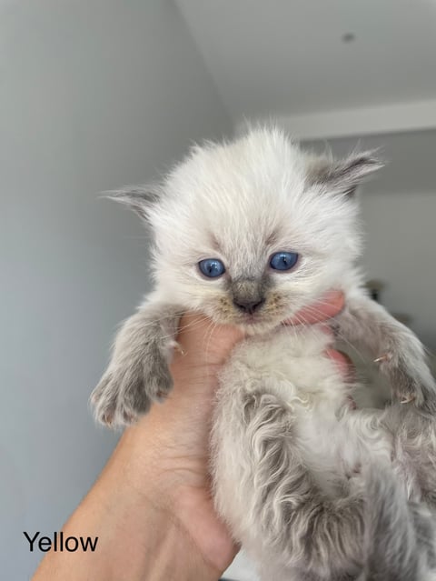 Available blue point kitten boy 