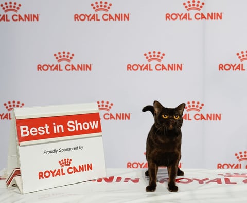 Bahati Mandalay and Burmese Cats