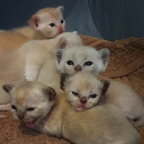 Bahati Kittens