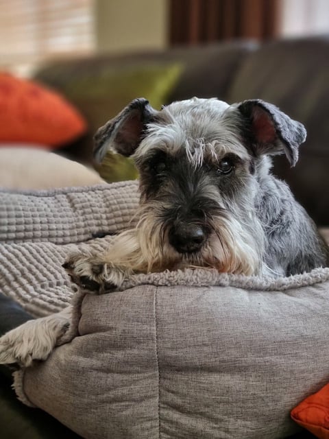 Schnauzer Rescue 