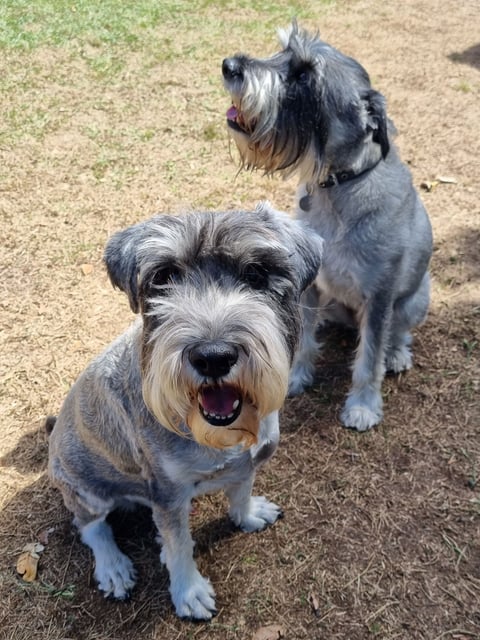 Schnauzer Rescue 